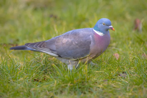Common Wood Pigeon on a lawn