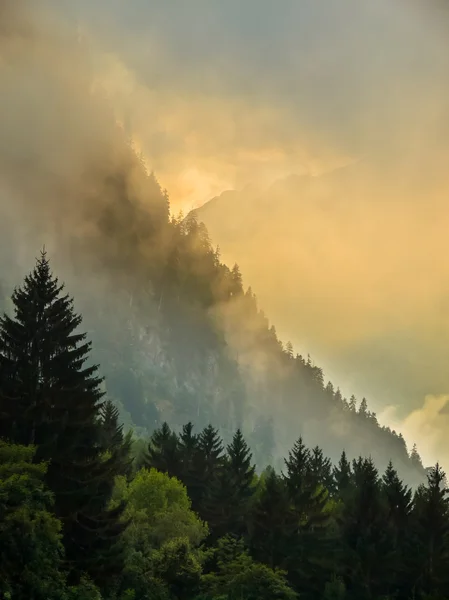 Sunrise over Mountain ridge with pine trees