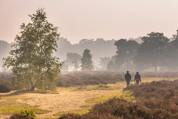 People walking along path through heathland under autumn light