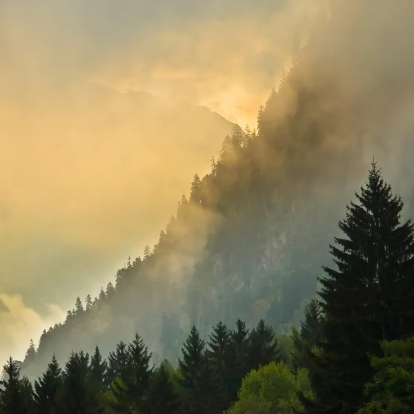 Sunrise over Mountain ridge with pines