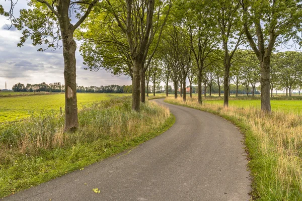 Tree lane along an old curved country road