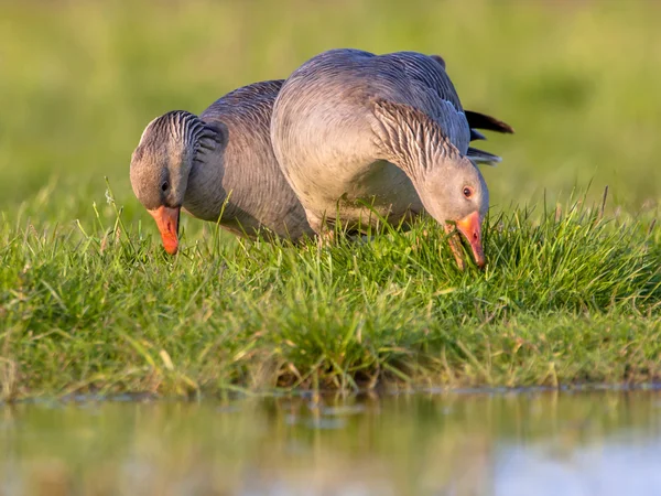 Two Greylag goose feeding on grass