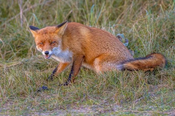 Agressive red fox