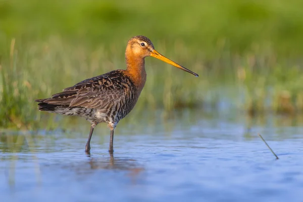 Black tailed Godwit