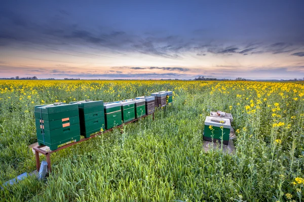Row of Beehives in a rapeseed field