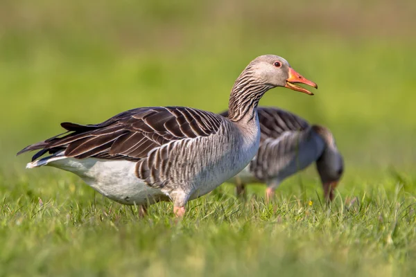 Pair of Greylag goose feeding on grass