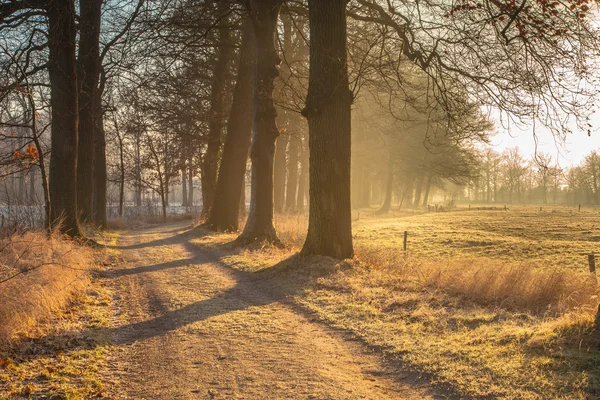 Misty Tree Lane in january