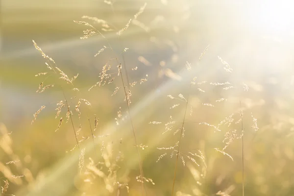 Sunny golden color meadow with sunbeams