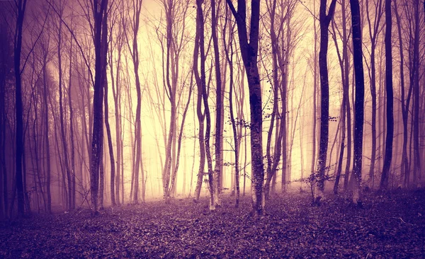 Vintage purple yellow colored mystic forest
