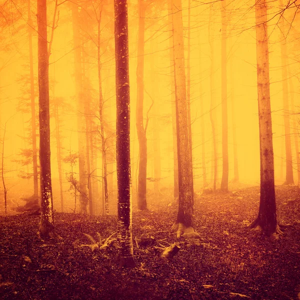 Creepy yellow red saturated forest