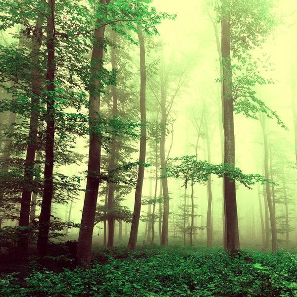 Fantasy yellow green foggy beech tree forest