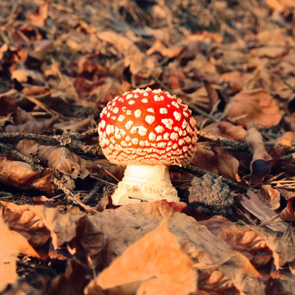 Forest red mushroom