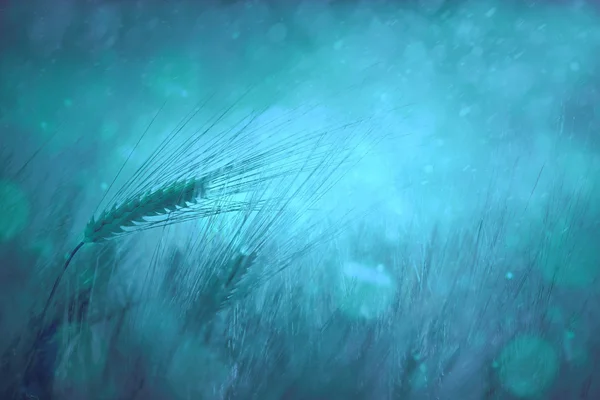 Countryside rainy wheat field fantasy background