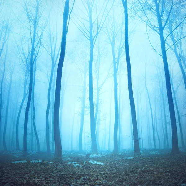 Magical turquoise color foggy forest scene
