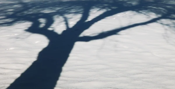 Tree shadow silhouette