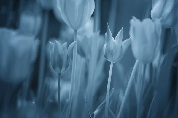Monochrome blue pastel color blurred tulips flower