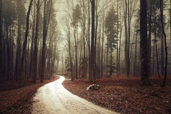 Brown colored foggy forest with forest road