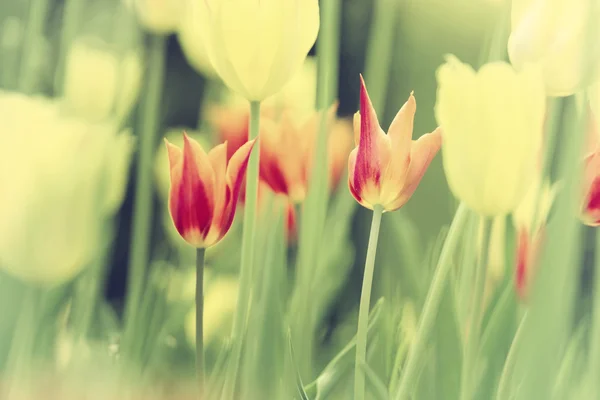 Sunny vintage colored blurry tulip flowers