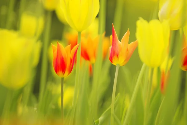 Sunny yellow red blurrey tulip flowers