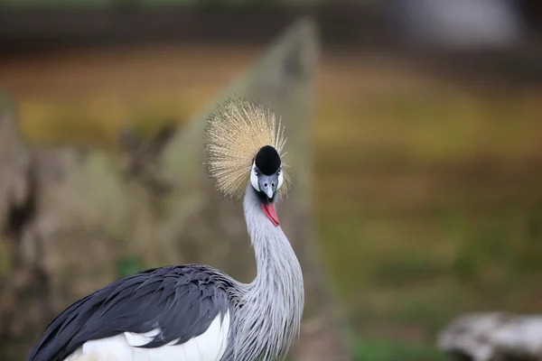 Grey crowned crane (Balearica regulorum) in Uganda