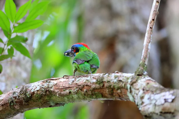 Red-crowned Barbet (Megalaima rafflesii) in South Thailand