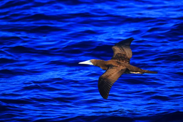 Brown Booby (Sula leucogaster) in Japan