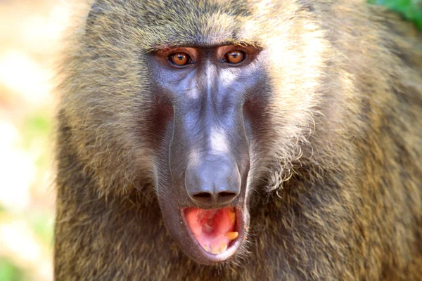 Olive Baboon (Papio anubis) in Mole National park, Ghana, West Africa