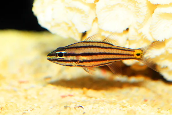 Five-lined cardinalfish (Cheilodipterus quinquelineatus) in Japan