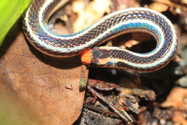 Banded Malaysian coral snake (Calliophis intestinalis) in Palawan, Philippines