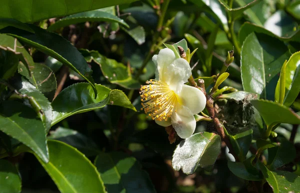 Flower tea