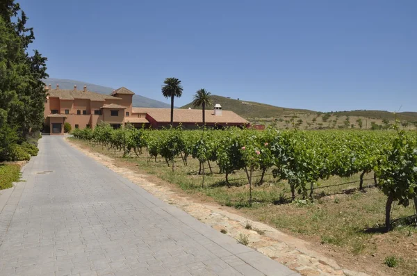 Hotel among vineyards