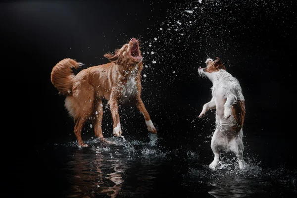 Dog Jack Russell Terrier and Dog Nova Scotia Duck Tolling Retriever, dogs play, jump, run, move in water