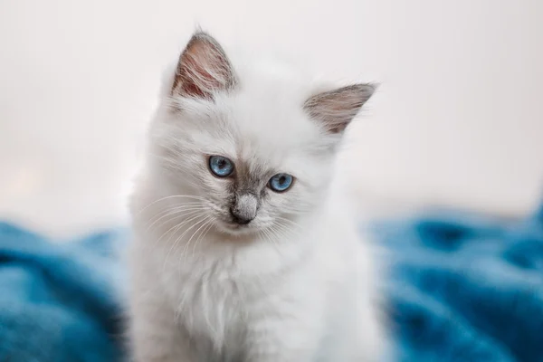 Ragdoll blue point little kitten