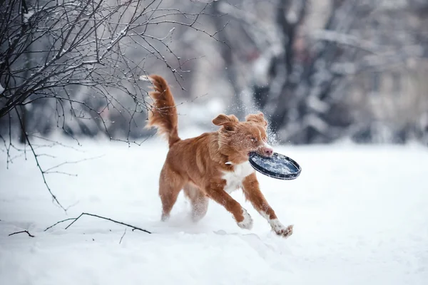 Dog Nova Scotia Duck Tolling Retriever