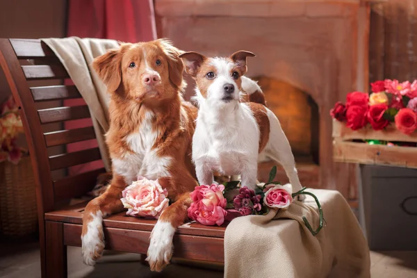 Dogs Jack Russell Terrier and Dog Nova Scotia Duck Tolling Retriever  portrait dog lying on a chair in the studio