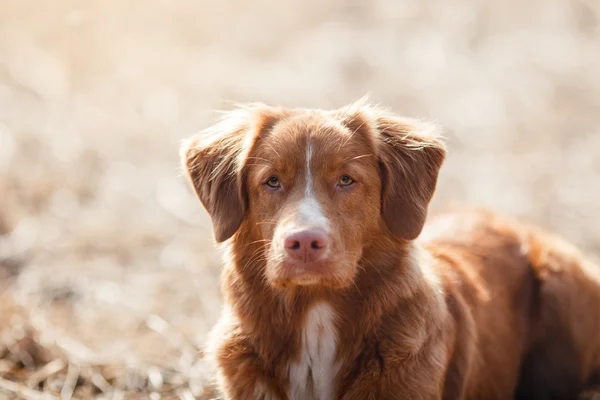 Dog Nova Scotia Duck Tolling Retriever  walking in spring park