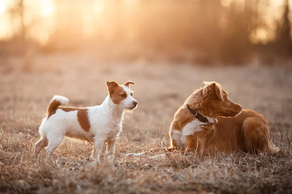 Dog Jack Russell Terrier and Dog Nova Scotia Duck Tolling Retriever  walking in the park
