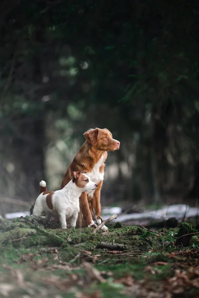 Dog Jack Russell Terrier and Dog Nova Scotia Duck Tolling Retriever  walking in the forest