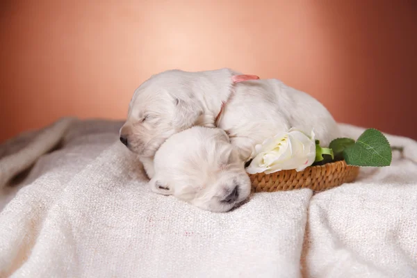 Little puppy Golden retriever