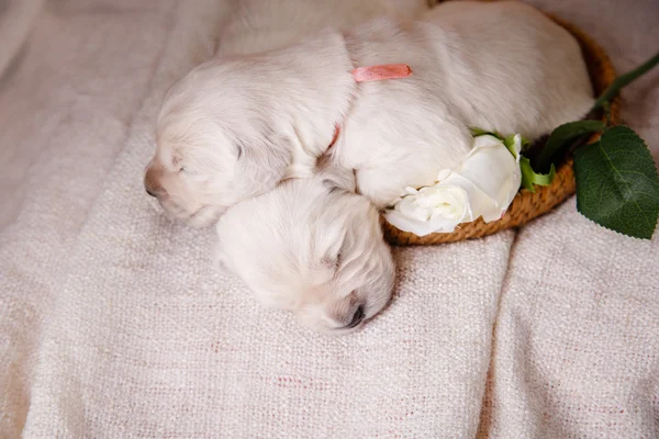 Little puppy Golden retriever