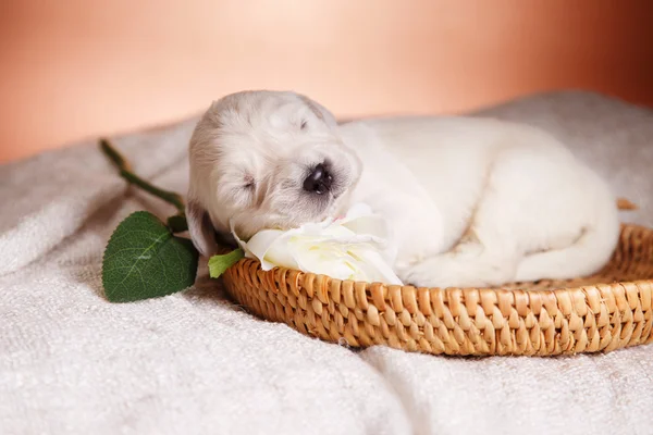 Little puppy Golden retriever