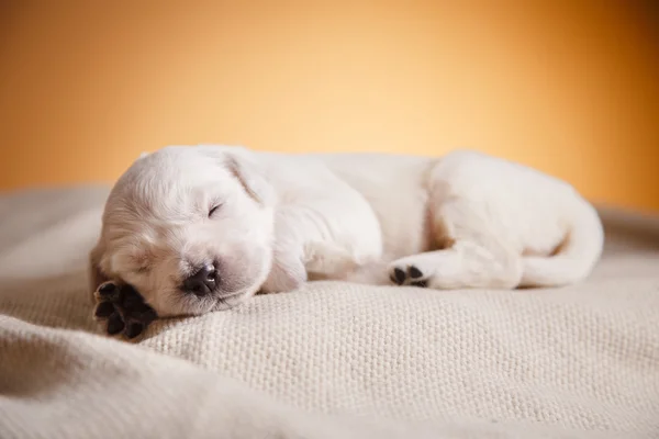 Little puppy Golden retriever