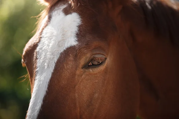 Horse on nature. Portrait of a horse, brown horse