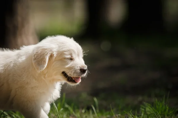 Little puppy Golden retriever