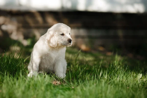 Little puppy Golden retriever