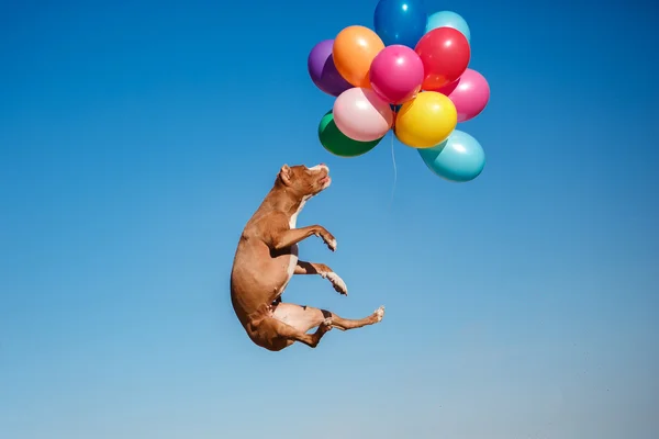 American staffordshire terrier dog jumps in the air to catch flying balloons