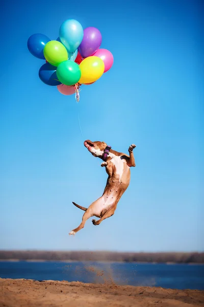 American staffordshire terrier dog jumps in the air to catch flying balloons