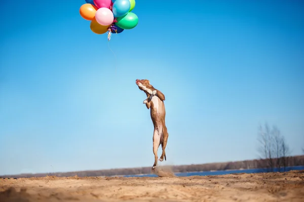 American staffordshire terrier dog jumps in the air to catch flying balloons