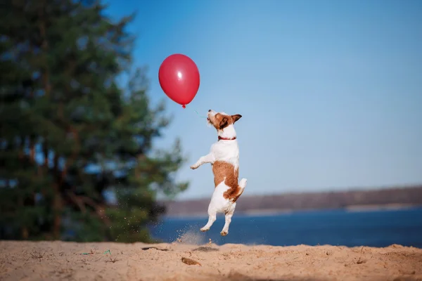 Dog Jack Russell Terrier jumps in the air to catch flying balloons