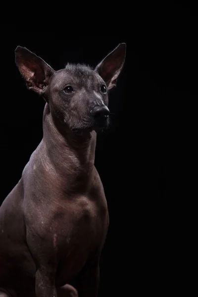 Xoloitzcuintle - hairless mexican dog breed